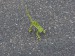 Chameleon dvoulaločný.jpg