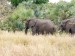 Slon africký.jpg