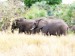 Slon africký_1.jpg