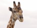 Žirafa_5.jpg