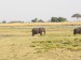 Slon africký_3.jpg