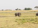 Slon africký_4.jpg