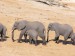 Slon africký_6.jpg