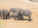Slon africký_10.jpg