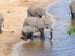 Slon africký_14.jpg