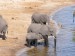 Slon africký_15.jpg