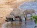 Slon africký_16.jpg