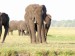Slon africký_1.jpg