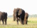 Slon africký_2.jpg