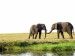 Slon africký_3.jpg