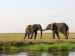 Slon africký_4.jpg