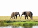 Slon africký_5.jpg