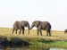 Slon africký_6.jpg