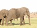 Slon africký_8.jpg