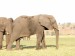 Slon africký_9.jpg