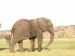 Slon africký_11.jpg