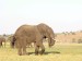 Slon africký_12.jpg