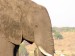 Slon africký_13.jpg