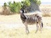 Zebra stepní.jpg