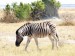 Zebra stepní_2.jpg