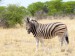Zebra stepní_4.jpg