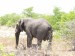 Slon africký.jpg