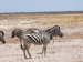 Zebra stepní_3.jpg