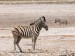 Zebra stepní_4.jpg
