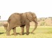 Slon africký_1