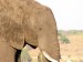 Slon africký_2