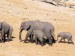 Slon africký_3